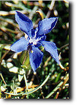 Gentiane printanière