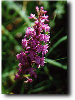 Orchis moucheron