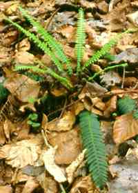BLECHNUM.jpg (30185 octets)