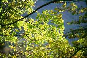 autom6sm.JPG (41763 octets)