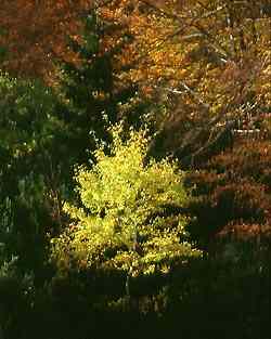 autom7sm.jpg (36056 octets)