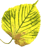 tilleul2.GIF (9482 octets)